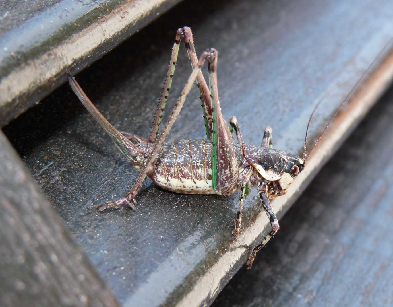 Tettigoniidae da determinare